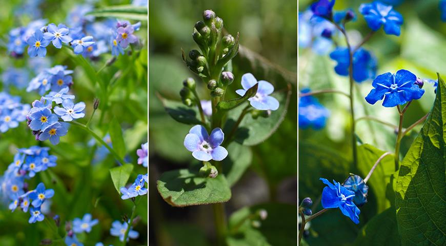 Голубая незабудка - Forget-me-not: ТОП-5 цветов, которые принято называть незабудками