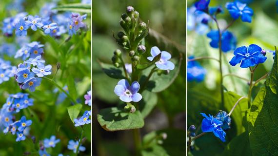 Голубые незабудки - все цветы, которые принято называть незабудками