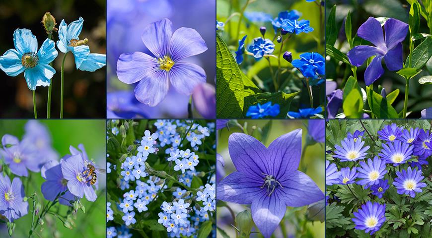 Синие цветы: какие растения можно посадить в синий моноцветник? ТОП-25 цветов синего цвета