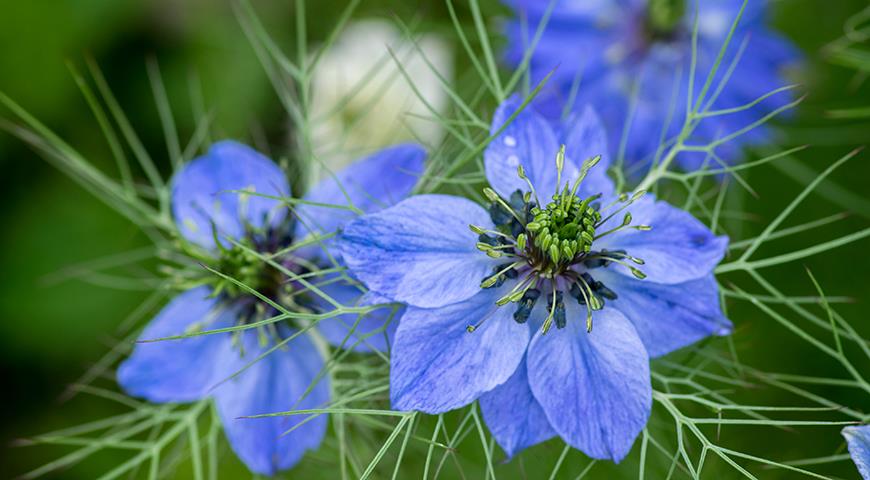 Синии цветы: нигелла