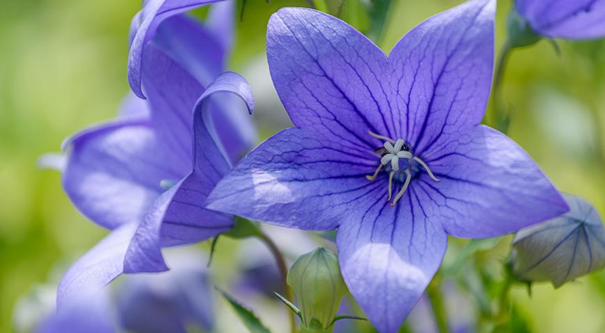 Синии цветы: платикодон