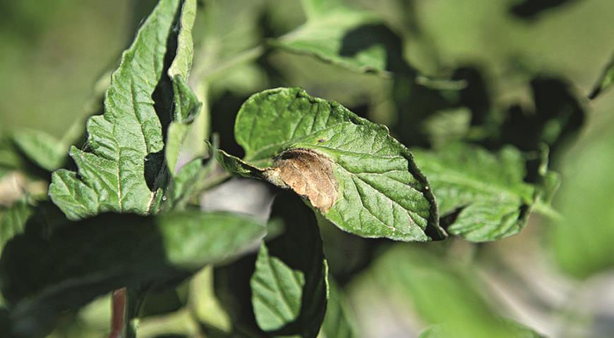 Мелкие насекомые кучно сидят на верхушках побегов и с нижней стороны листьев.