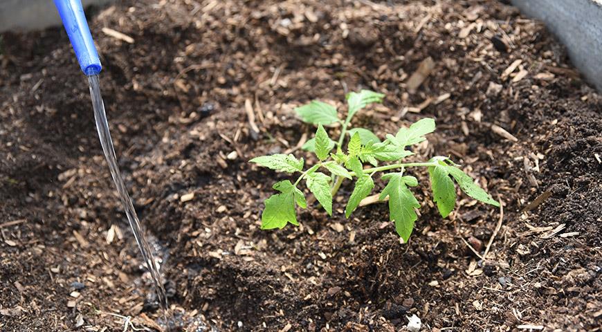 Посадочный материал может быть двух типов: семена, рассада. Сажать в теплицу можно как семена культуры, так и уже подрощенную рассаду. Как это сделать, будет рассказано ниже.