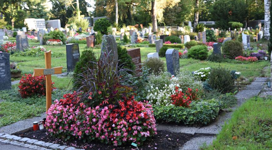 растения для кладбища