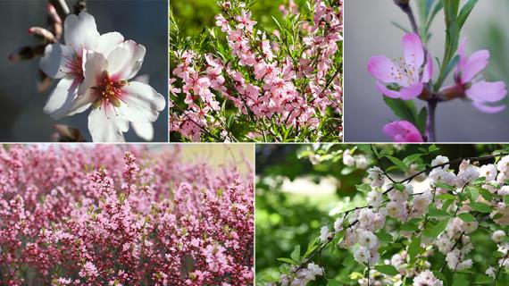 5 самых интересных видов миндаля для посадки в весенний сад