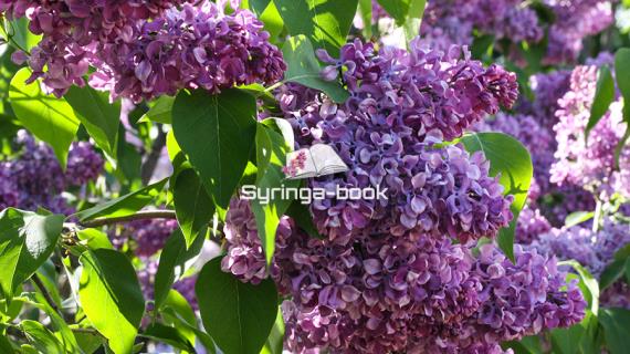 Алексей Маресьев. Сирень селекции Леонида Колесникова