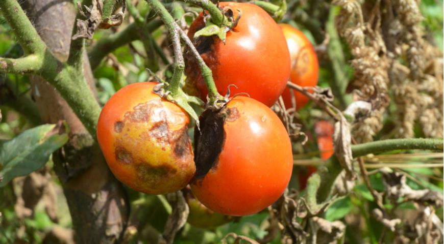 фитофтора помидоров, фитофтороз томатов