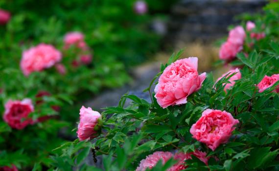 Выставка пионов