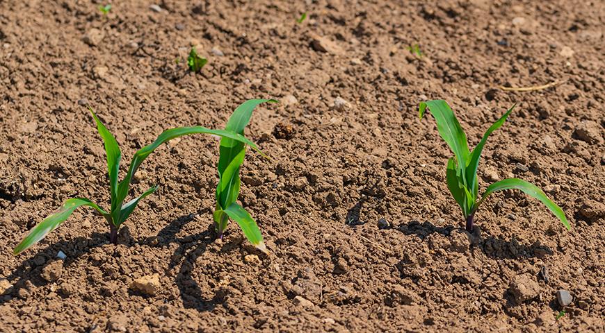 как вырастить кукурузу в домашних условиях