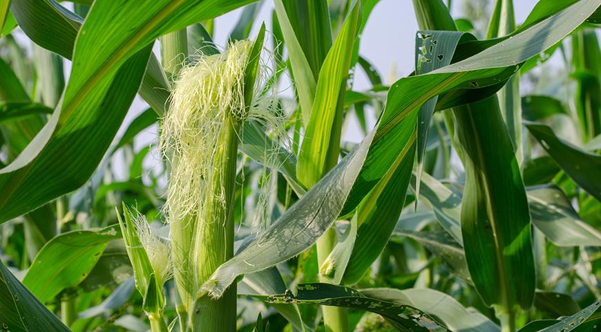 Как вырастить в Подмосковье и средней полосе сладкую кукурузу