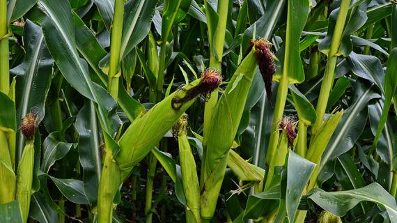 семена кукурузы вырастить