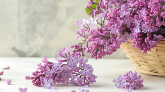 Виртуальная выставка сирени