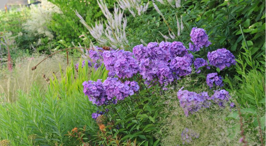 Флокс Blue Paradise  и вероникаструм