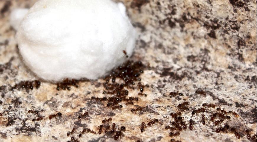 Борная кислота - эффективная приманка против муравьев