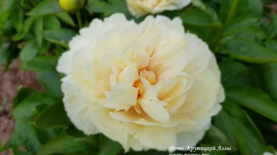 Пион Blond Vision (Блонд Вижен)