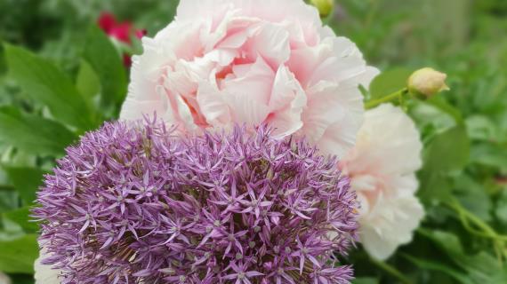 Пион Lili and Leo (Лили энд Лео)