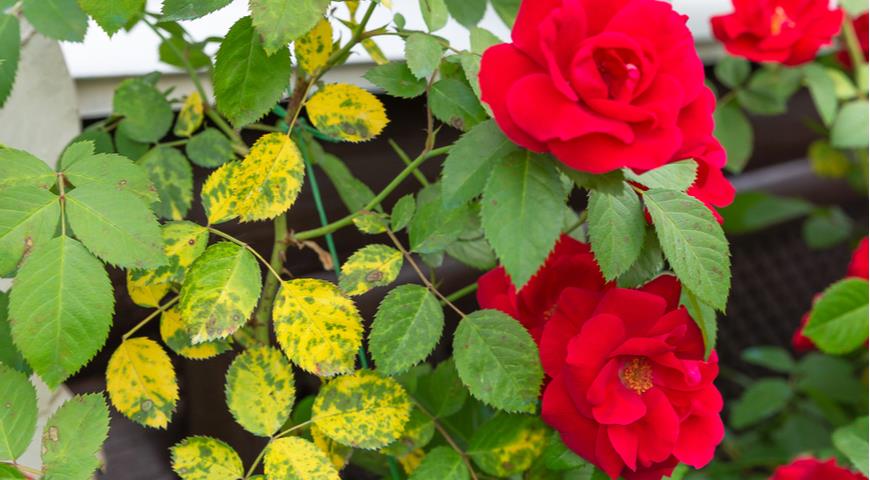 Как бороться с черными пятнами на листьях роз: черная пятнистость розы