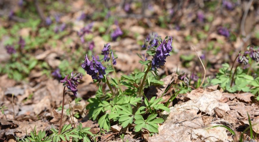 хохлатка галлера (corydalis halleri)