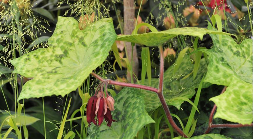 теневой цветник, Подофиллум разнокожистый (Podophyllum versipelle) Spotty Dotty 