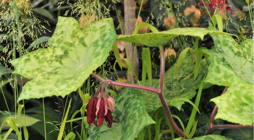 теневой цветник, подофиллум разнокожистый (podophyllum versipelle) spotty dotty 