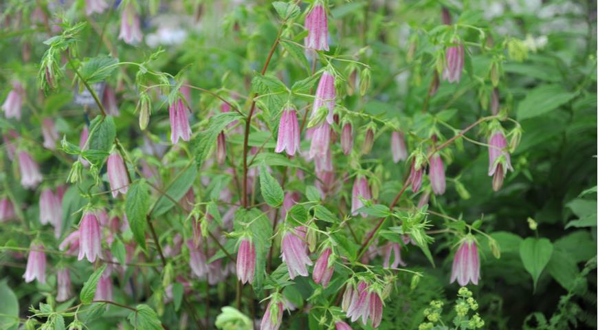 колокольчик точечный (campanula punctata) elizabeth ii