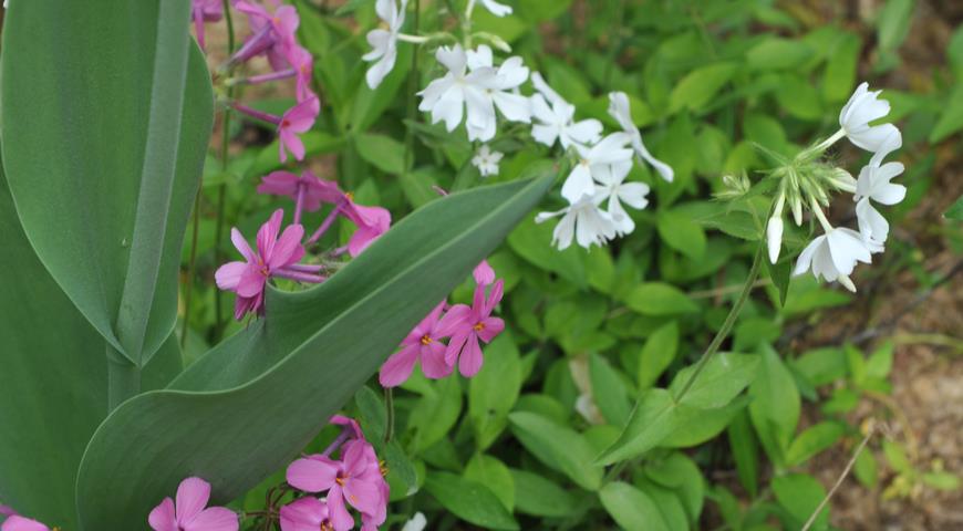 флокс столононосный (phlox stolonifera)