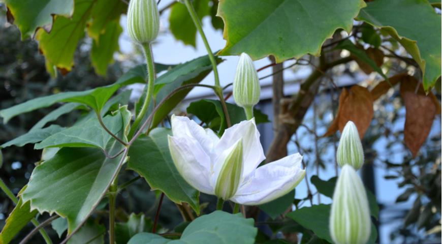 клематис, Clematis Roko-Kolla