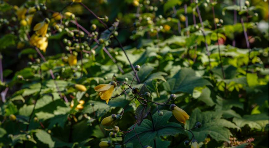 киренгешома дланевидная (kirengeshoma palmata)