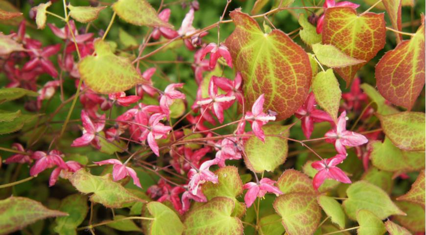 Горянка красная (Epimedium rubrum)