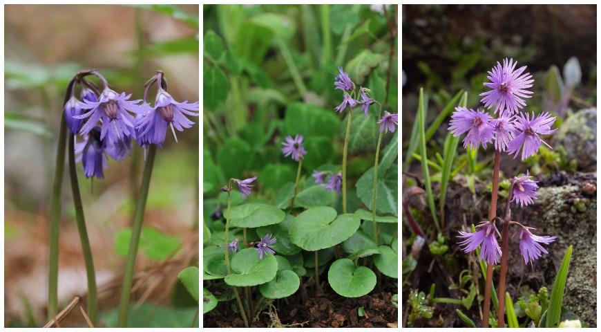 сольданелла горная (soldanella montana); сольданелла мохнатая (soldanella villosa); сольданелла альпийская (soldanella alpina)