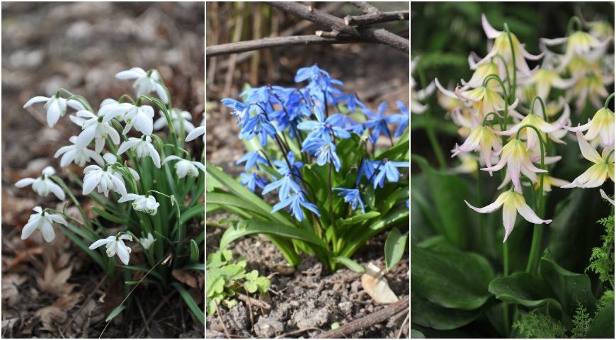 подснежник белоснежный (galanthus nivalis) flore pleno; пролеска сибирская (scilla siberica); кандык erythronium joanna