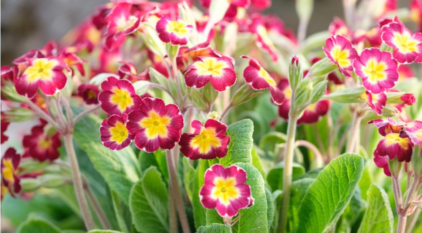 Примула бесстебельная (Primula acaulis)