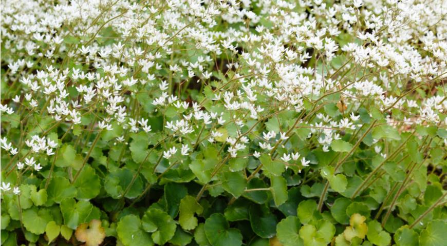 камнеломка круглолистная (saxifraga rotundifolia)