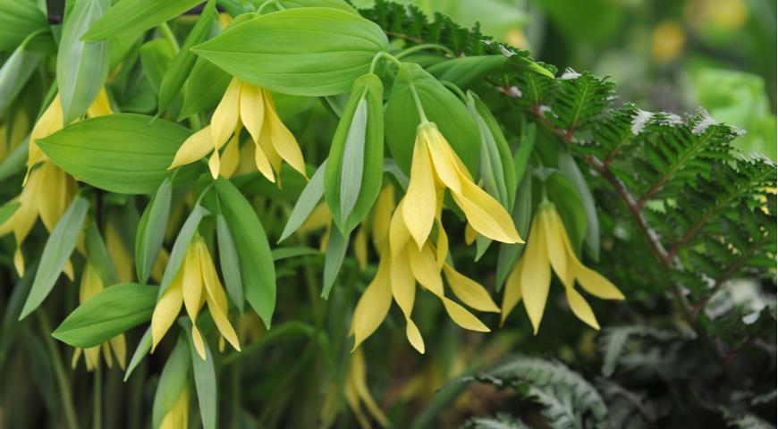 увулярия крупноцветковая (uvularia grandiflora)