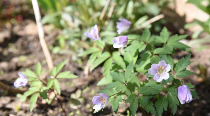 Ветреница дубравная (Anemone nemorosa) Robinsoniana