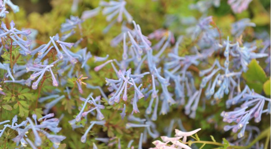 хохлатка извилистая (corydalis flexuosa) purple leaf 