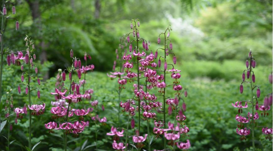 лилия мартагон (lilium martagon)