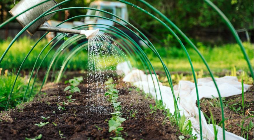 Правильный полив огурцов поможет этим культурам расти и дать хороший урожай. Все огородники знают, что огурцы любят воду — она является самым важным фактором роста. Для того чтобы полить растение, существует множество способов.
