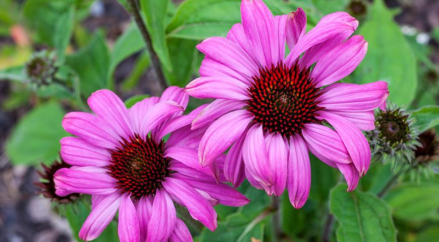 Ехінацея &#8212; популярна рослина для вашого квітника: сорти з фото і всі секрети вирощування