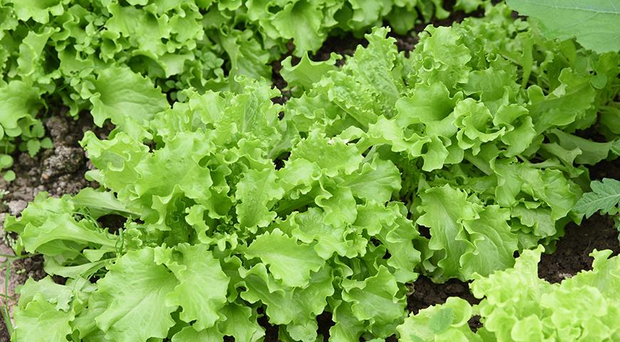 Салатные овощи: лолло-россо, руккола, ромен, радиккьо, эндивий