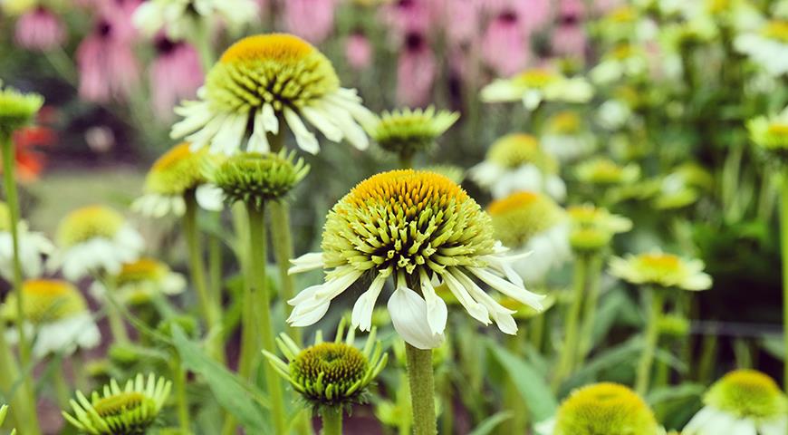 Ехінацея &#8212; популярна рослина для вашого квітника: сорти з фото і всі секрети вирощування