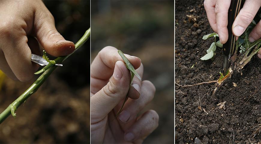 4 способа размножения садовых роз: черенками, отводками, семенами и прививкой