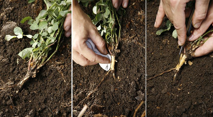 4 способа размножения садовых роз: черенками, отводками, семенами ипрививкой