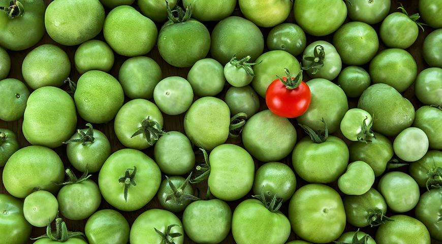 Дозревание помидоров: ученые нашли лучший способ