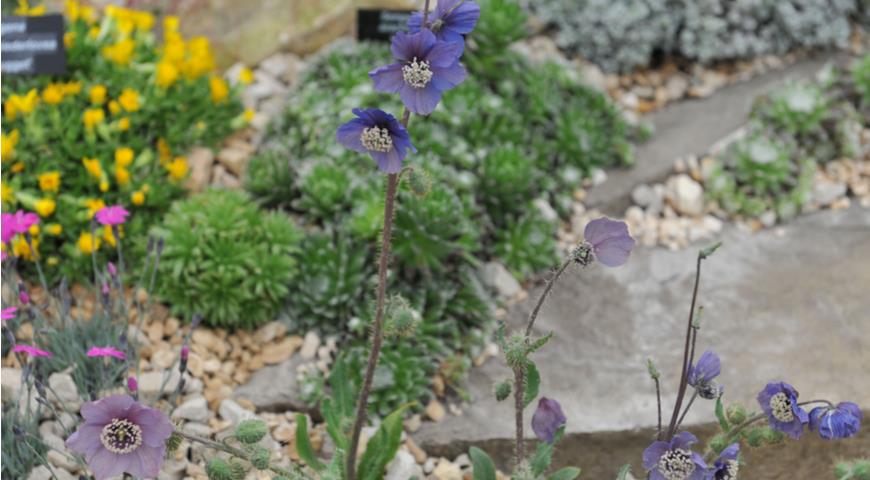 меконопсис, Меконопсис Пратта (Meconopsis prattii)