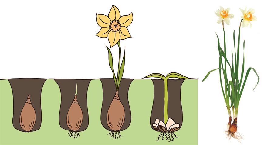 Как правильно поделить нарциссы? Советы от Supersadovnik