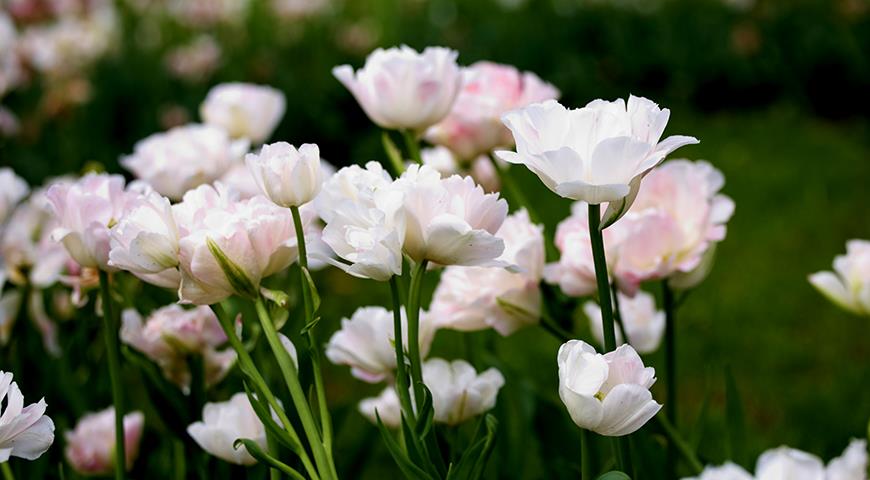Готовимся к новому посадочную сезону: выбираем многоцветковые тюльпаны