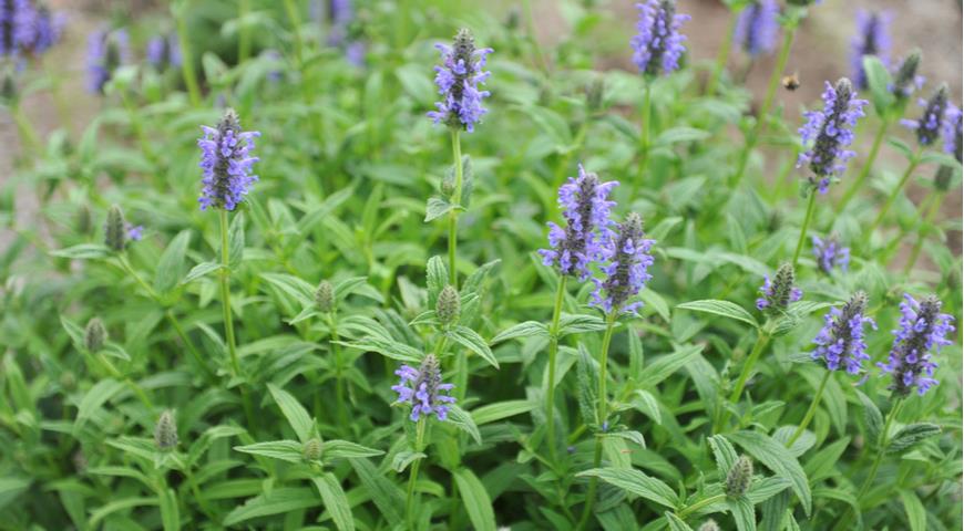 Котовник жилковатый, Prominently-veined catmint (Nepeta nervosa) 