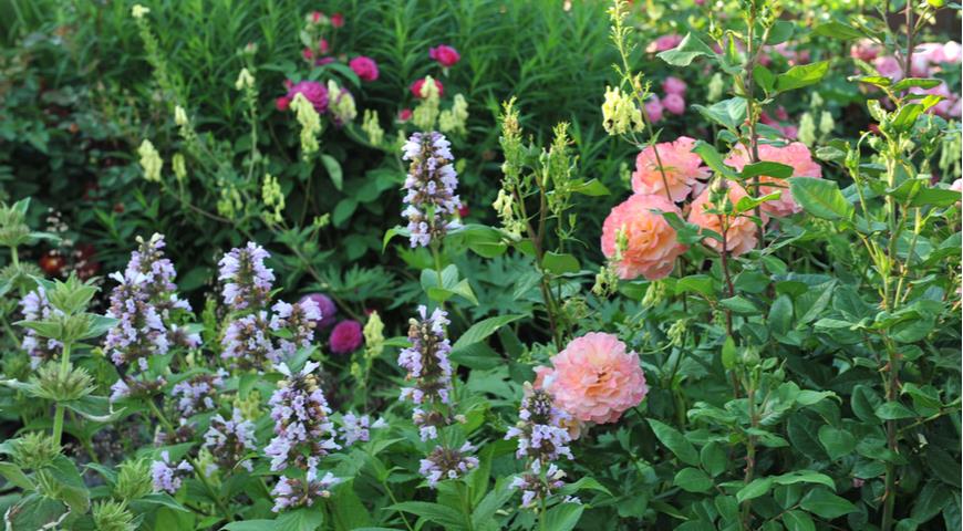 Котовник полусидячий (Nepeta subsessilis) Pink Dreams и розы в саду
