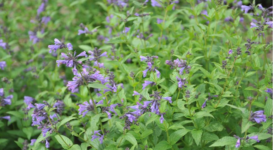 Котовник сорт Weinheim Summer Blues